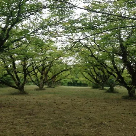 Inviting In With Garden