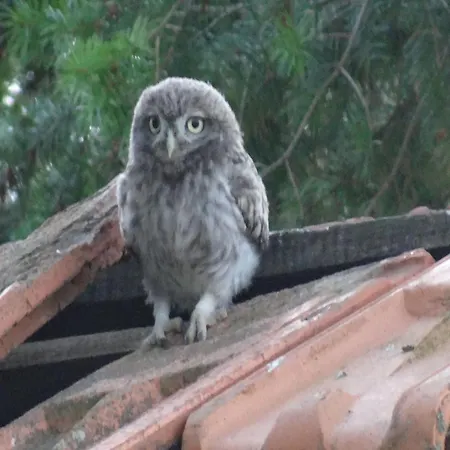 Prázdninový dům Normandy *